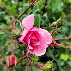 10025 SADA PŘÁNÍ S OBÁLKOU - ROZÁRIUM (8 ks přání v bal.)